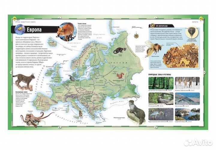 Книги о животных