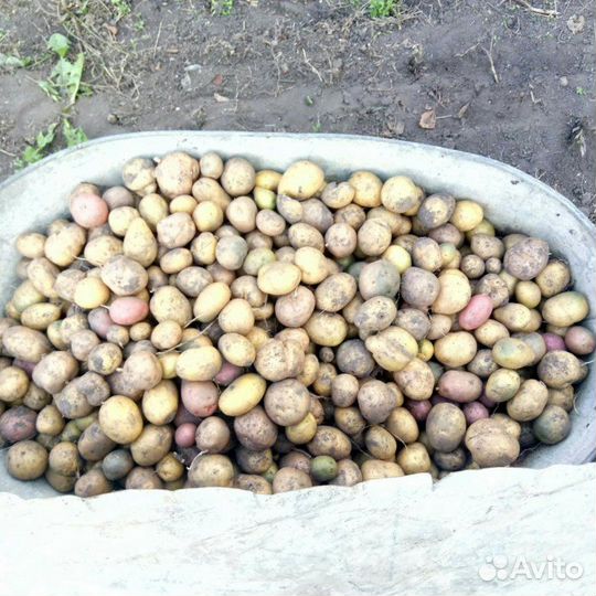 Картофель мелкий на корм