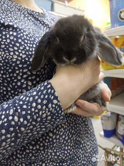 Кролик баран вислоухий