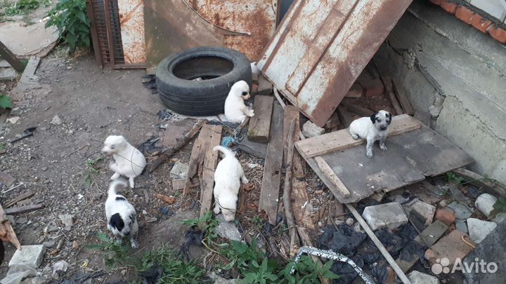 Щенки бесплатно