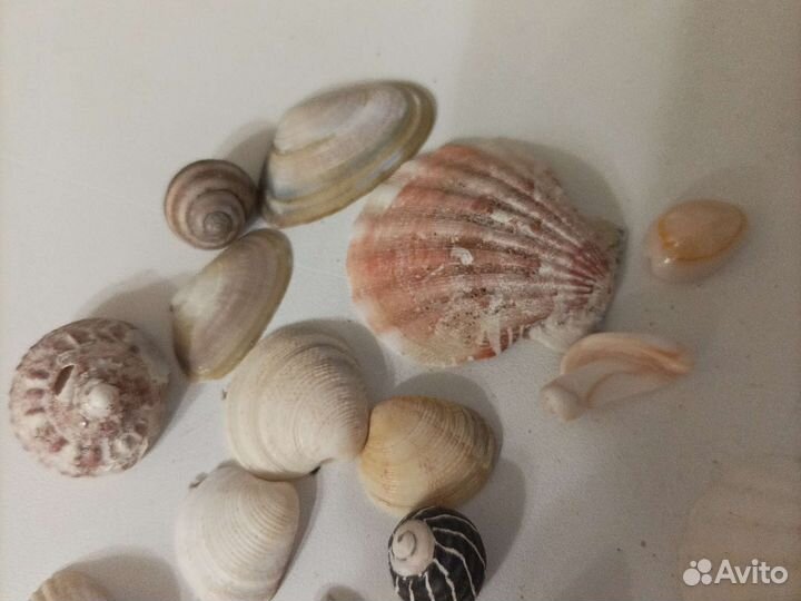 Морские ракушки раковины