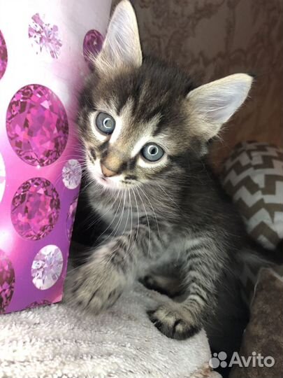 Коты бесплатно