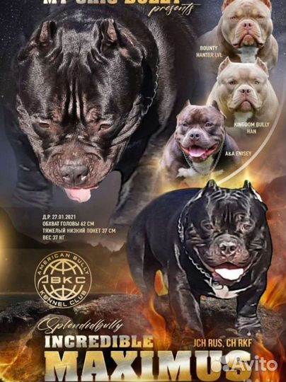 Американский булли вязка