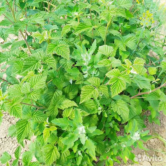 Саженцы малины