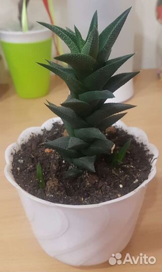 Молодые растения Хавортии (суккулент)