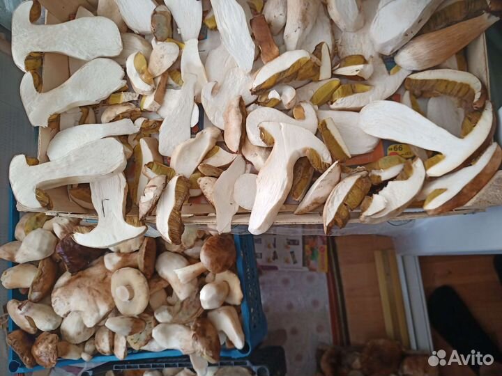 Белые грибы