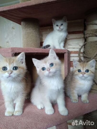 Бритяшки няшки