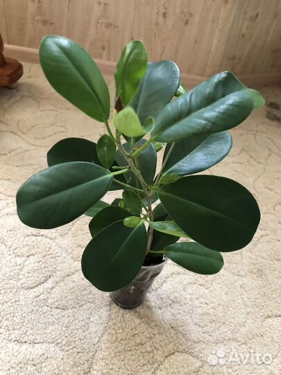 Фикус микрокарпа