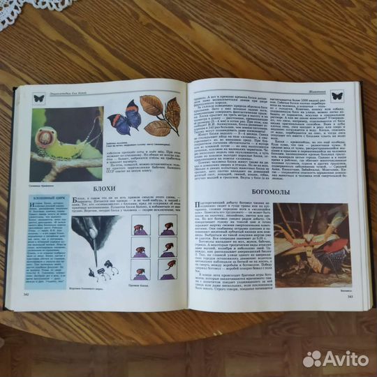 Энциклопедия для детей