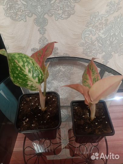 Аглаонемы в ассортименте