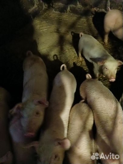 Поросята