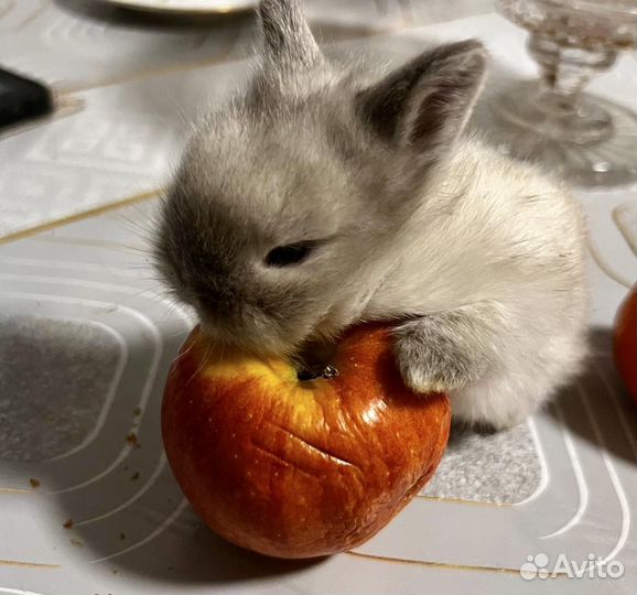 Декоративные кролики