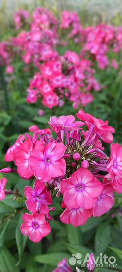 Флоксы коралловые и другие