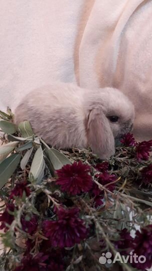 Карликовый вислоухий кролик