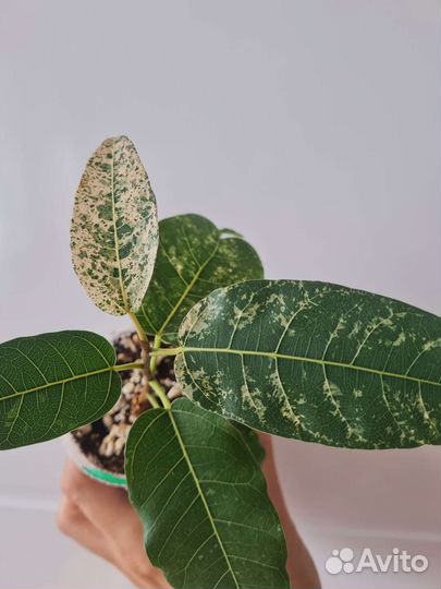 Фикус нью клон