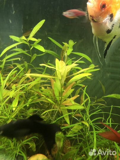 Криптокорина, погостемон роголистник и др для
