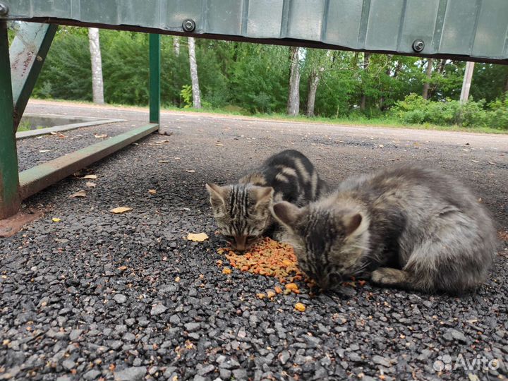 Котята в добрые руки