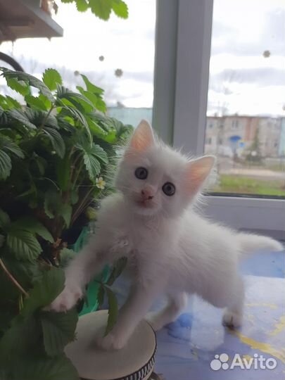 Кошки в добрые руки