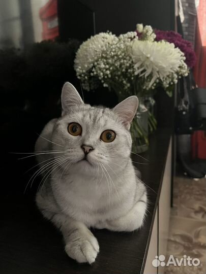 Кот