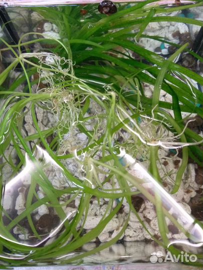 Аквариумные растения бесплатно