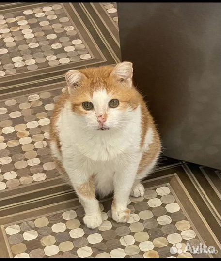 Отдам кота в добрые руки