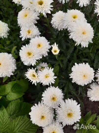 Ромашка Фиона