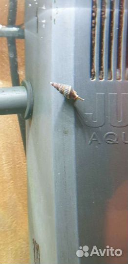 Улитки аквариумные