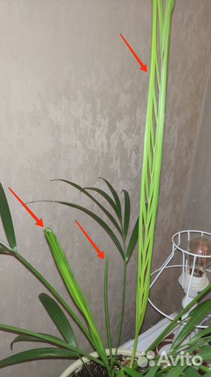 Хризалидокарпус