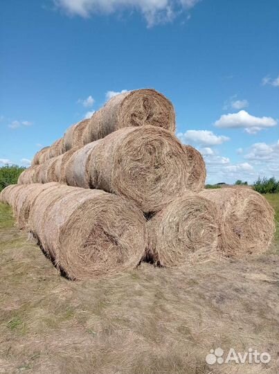 Продам сено в рулонах