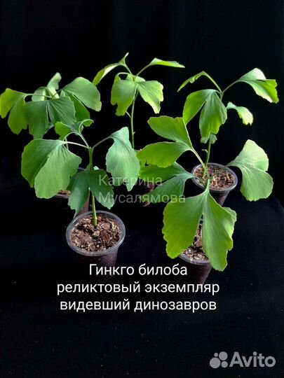 Гинкго билоба