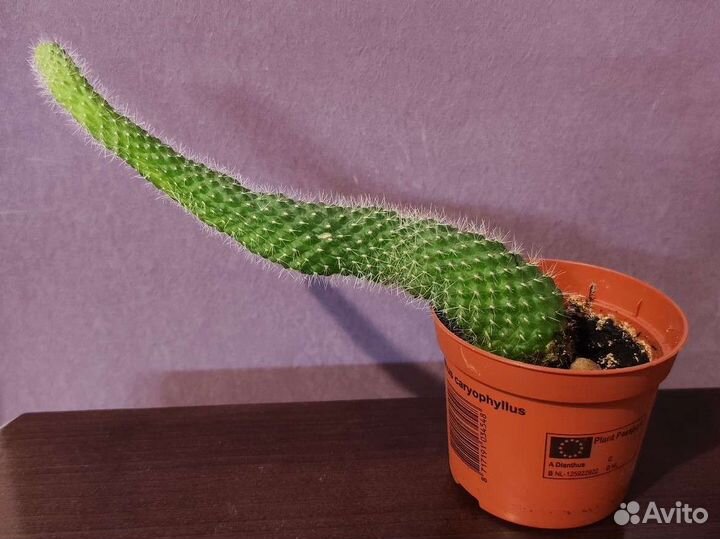 Цветущий Кактус