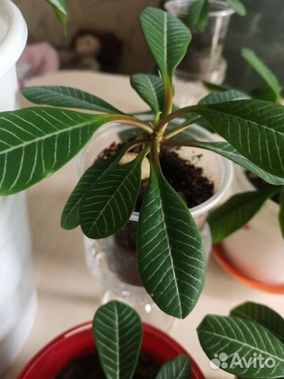 Молочай беложилковый. Комнатное растение