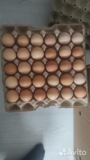 Яйца для инкубации бройлеров