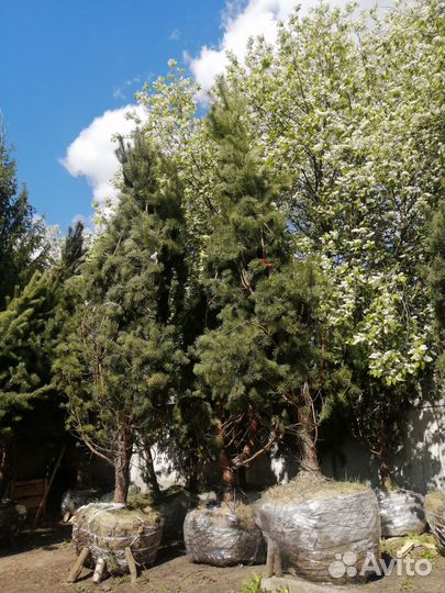 Сосна обыкновенная 4-5 метров