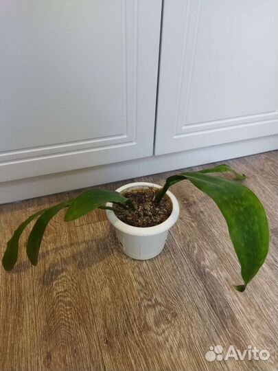 Сансевиерия