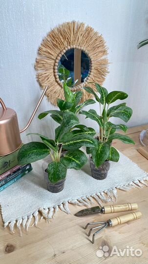 Детки аглаонемы лемон минт