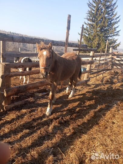 Продажа лошадей