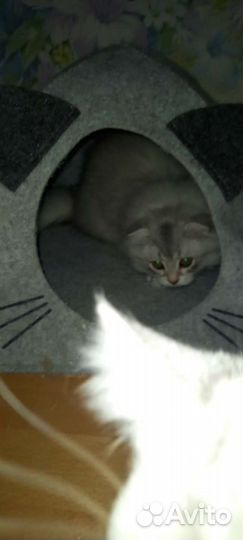 Домик для котенка