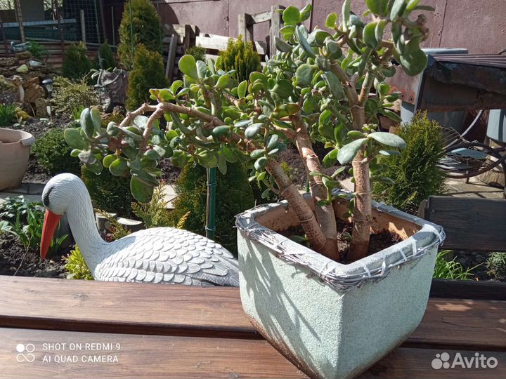 Красула толстянка