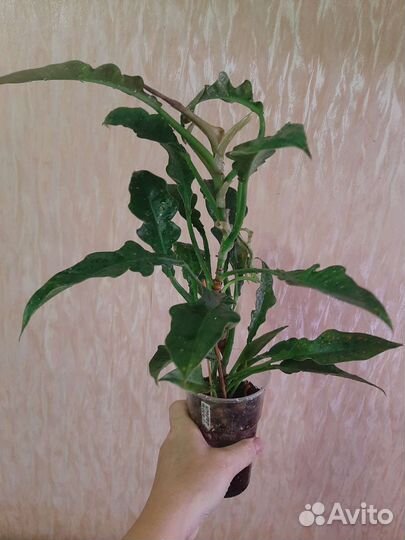 Филодендроны