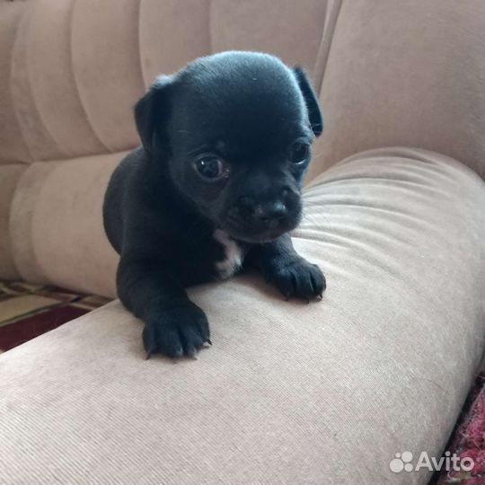 Щенки чихуахуа