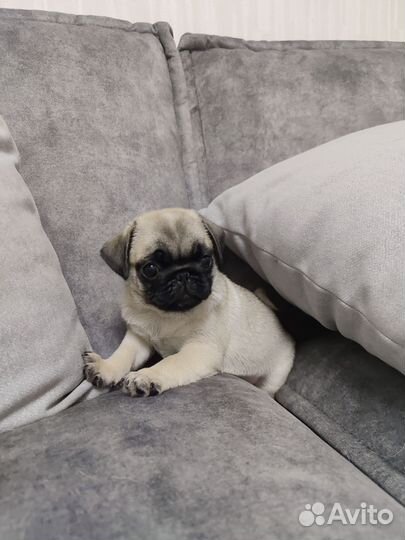 Щенки мопса