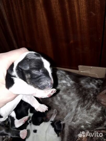 Щенки курцхара