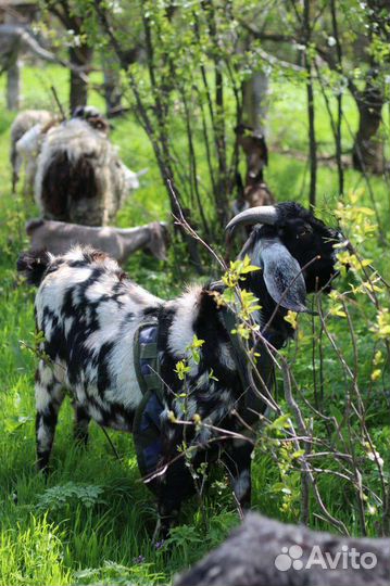 Англо нубийский козел