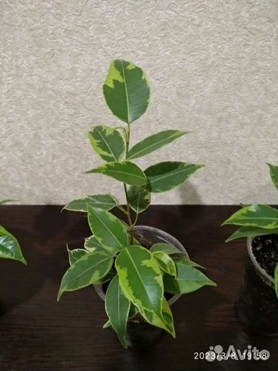 Фикус Бенджамина кинки