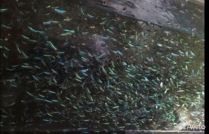 Неон голубой