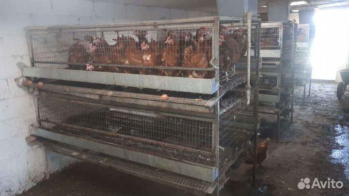 Клетки для кур несушек бу