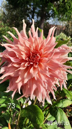 Георгины клубни