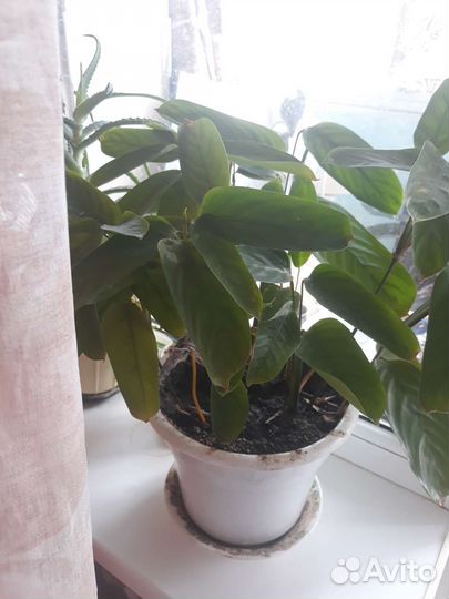 Комнатные цветы