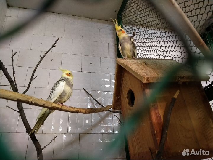 Кореллы пара